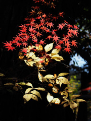 本土寺の紅葉