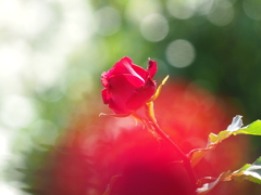 深紅の薔薇2
