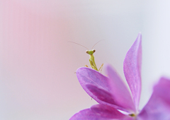 額紫陽花にカマキリの赤ちゃん来訪