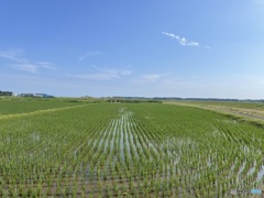 田圃と空１