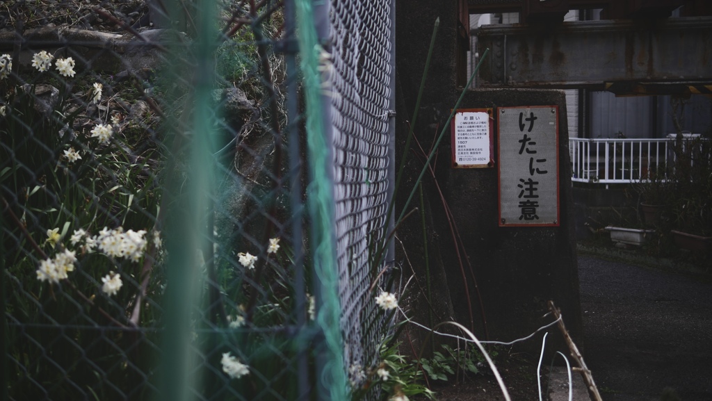 けたに