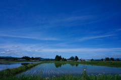 田