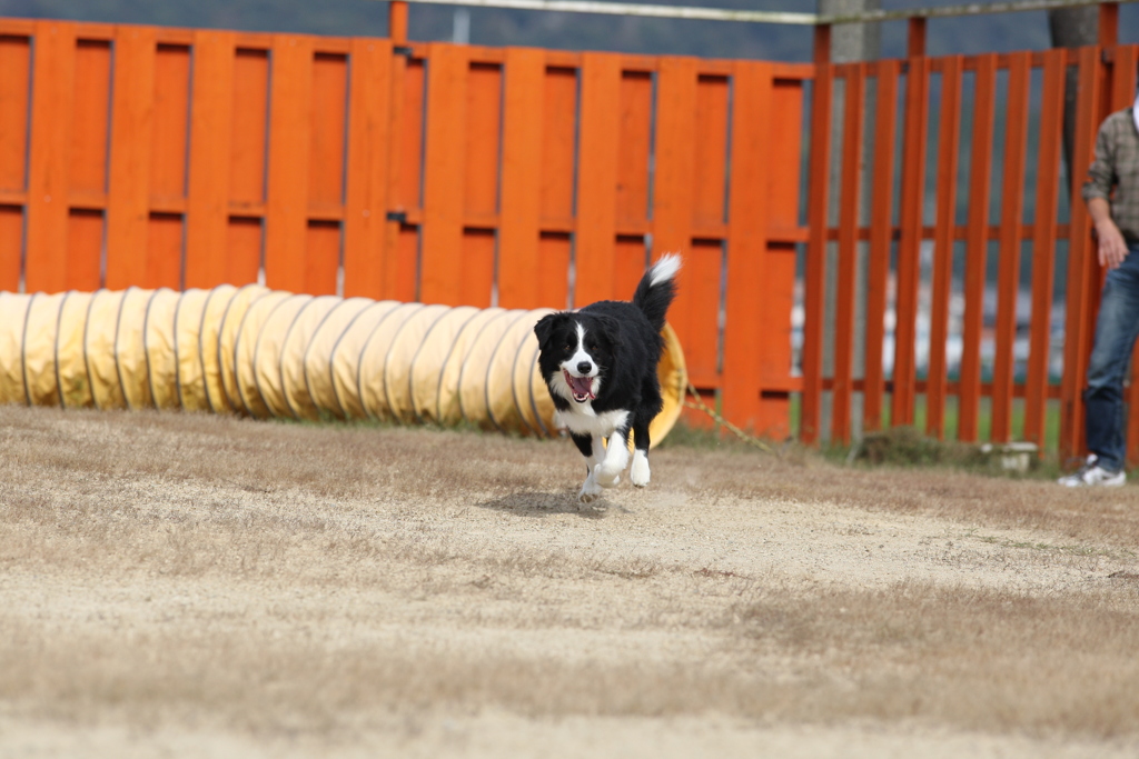 飛行犬撮影会場続き