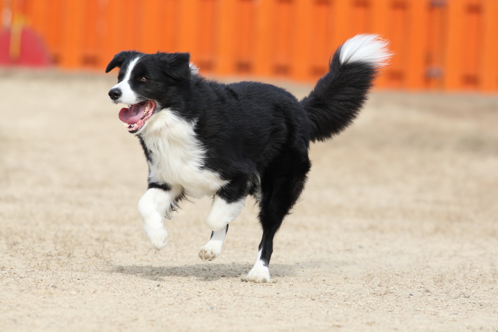 飛行犬会場続き