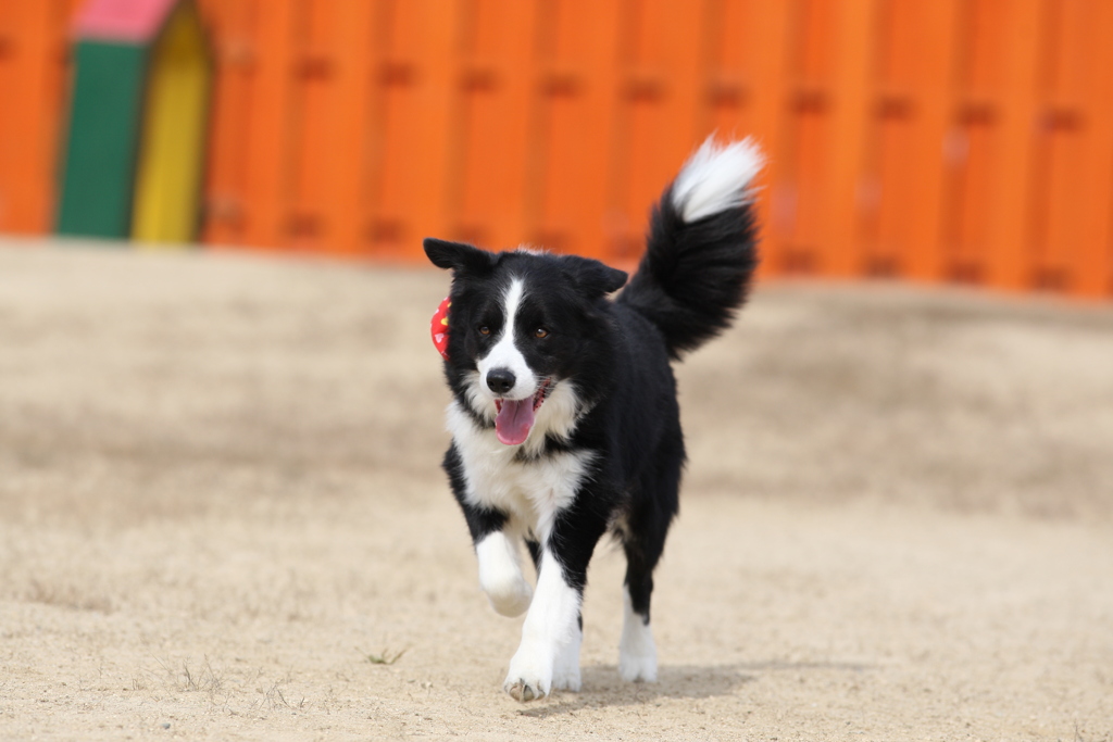 飛行犬の撮影会場での一コマ