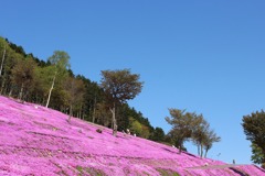 芝桜