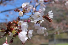 桜