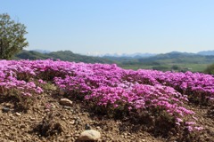 芝桜