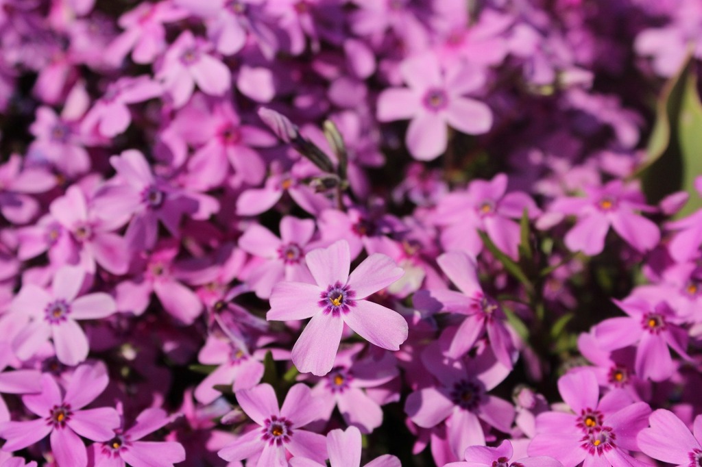 芝桜