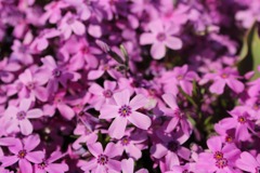 芝桜
