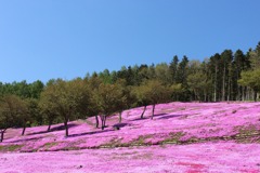 芝桜