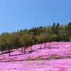 芝桜