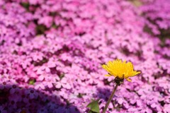 芝桜とたんぽぽ