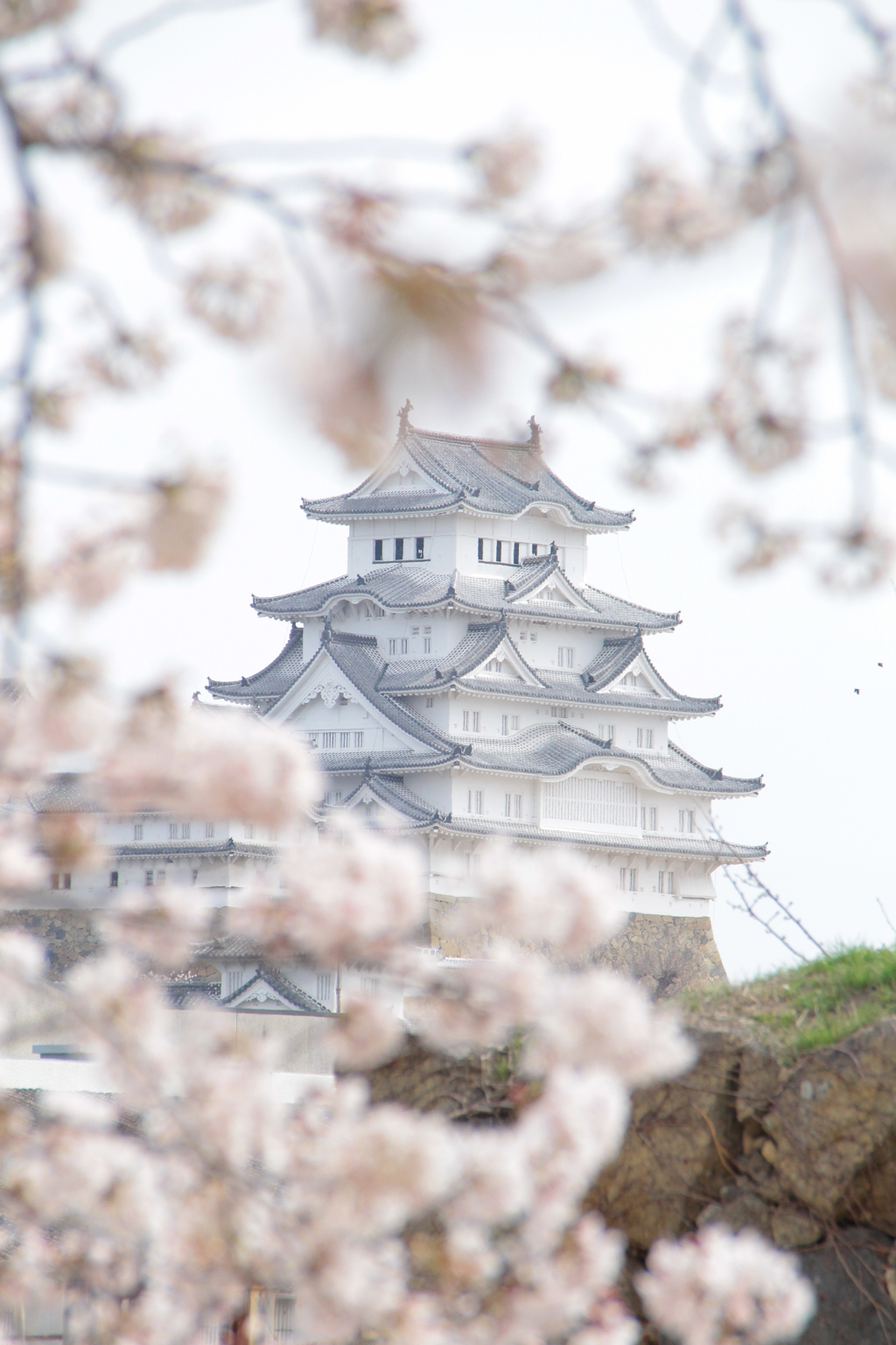 お城と桜