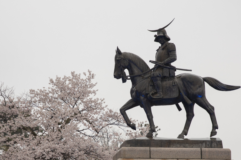 青葉城の桜