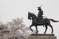 青葉城の桜