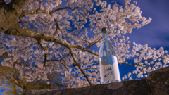 城山公園の桜