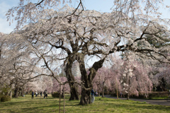 榴ヶ岡公園の桜