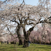 榴ヶ岡公園の桜