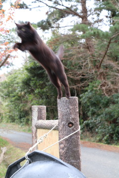 猫の島