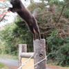 猫の島