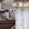 猫の島