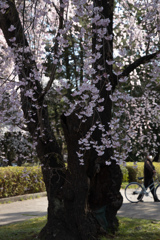 榴ヶ岡公園の桜