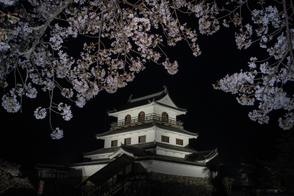白石城の桜