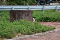 猫の島