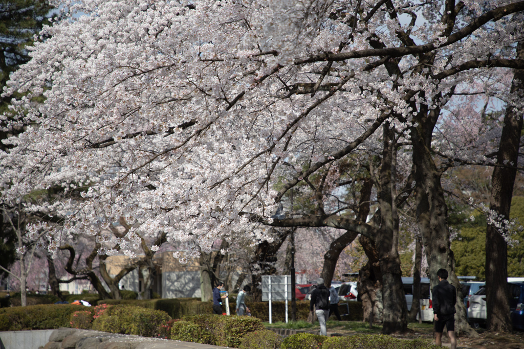 榴ヶ岡公園の桜