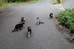 猫の島