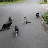 猫の島