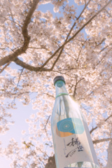 城山公園の桜