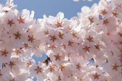 榴ヶ岡公園の桜