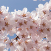 榴ヶ岡公園の桜