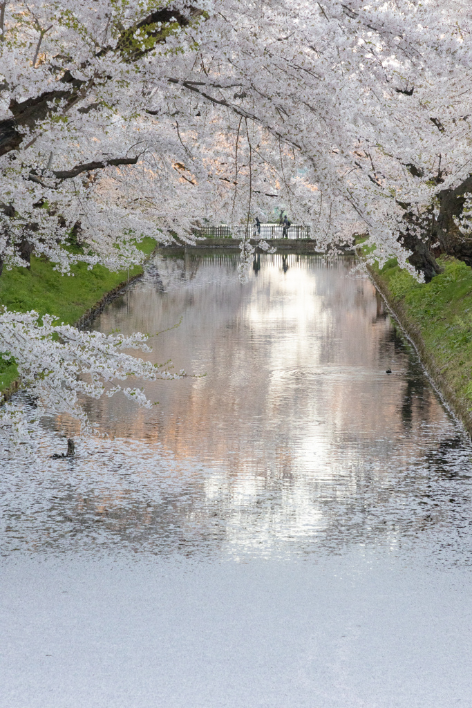 弘前さくらまつり