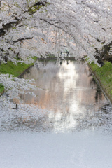 弘前さくらまつり