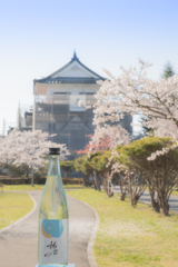 城山公園の桜