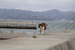 猫の島