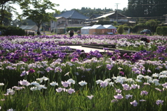 あやめ