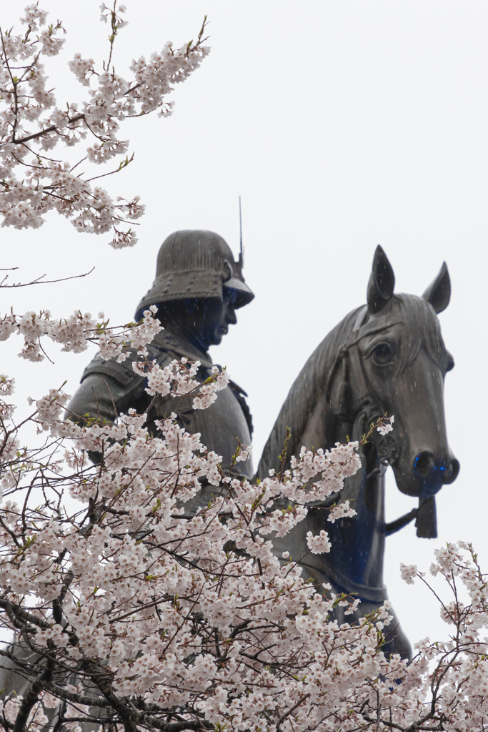 青葉城の桜