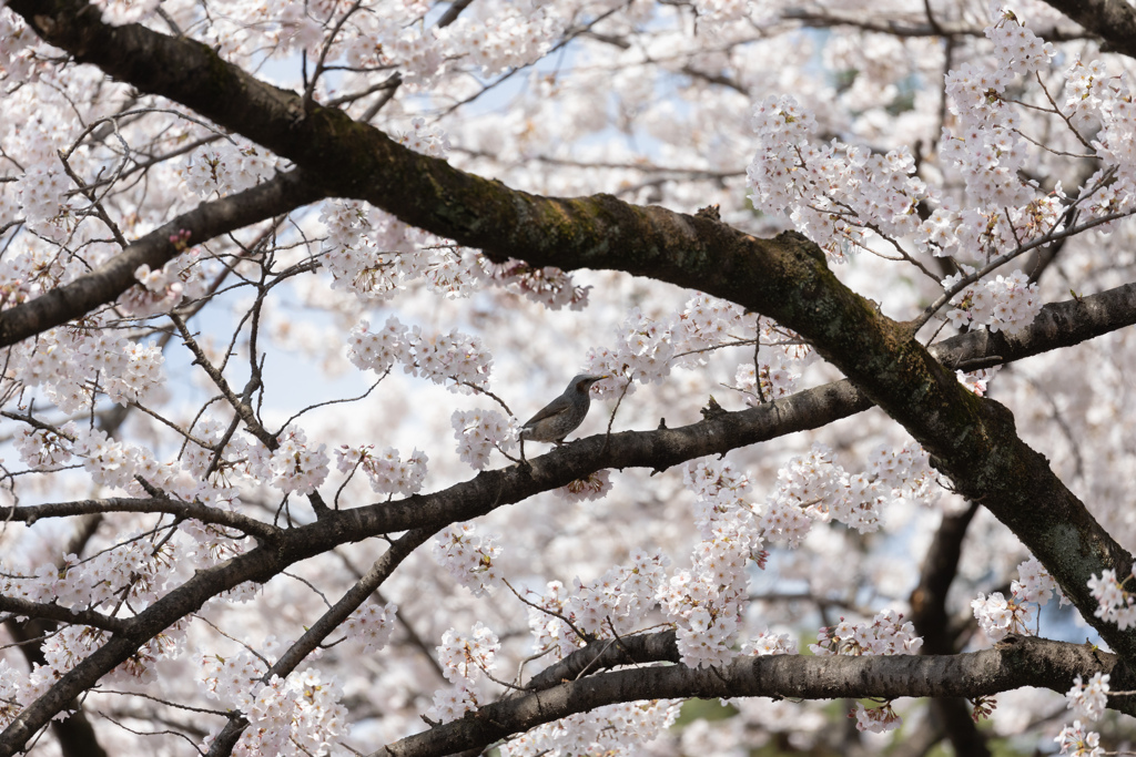 榴ヶ岡公園の桜