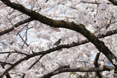 榴ヶ岡公園の桜