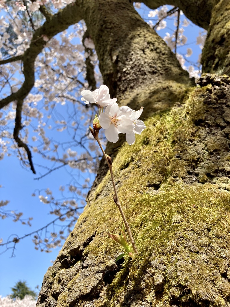 小さな幸せ