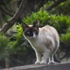 ご近所さん