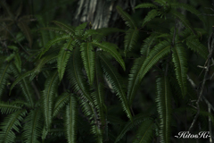シダ植物
