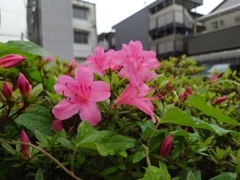 雨あがりのツツジ