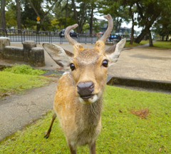 奈良公園にて
