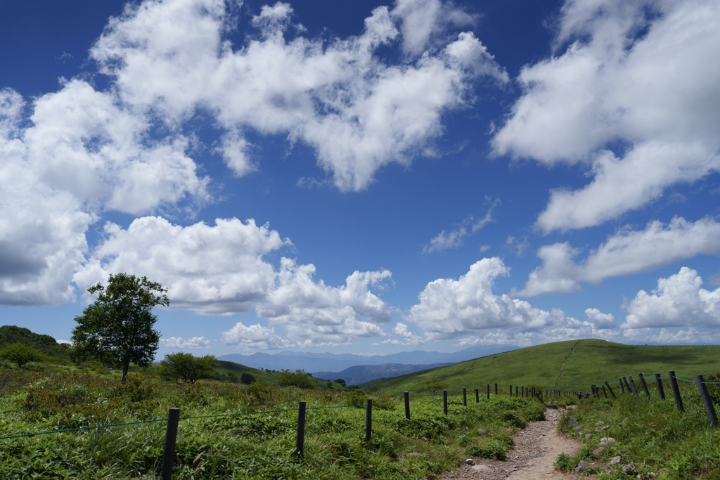 霧ヶ峰の夏