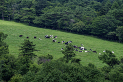 八ヶ岳の夏